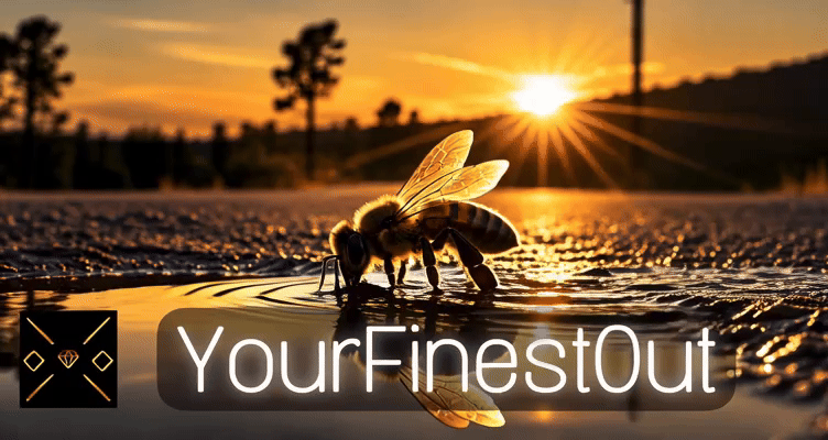 YourFinestOut animated sharing card | A bee reflected in water at sunset